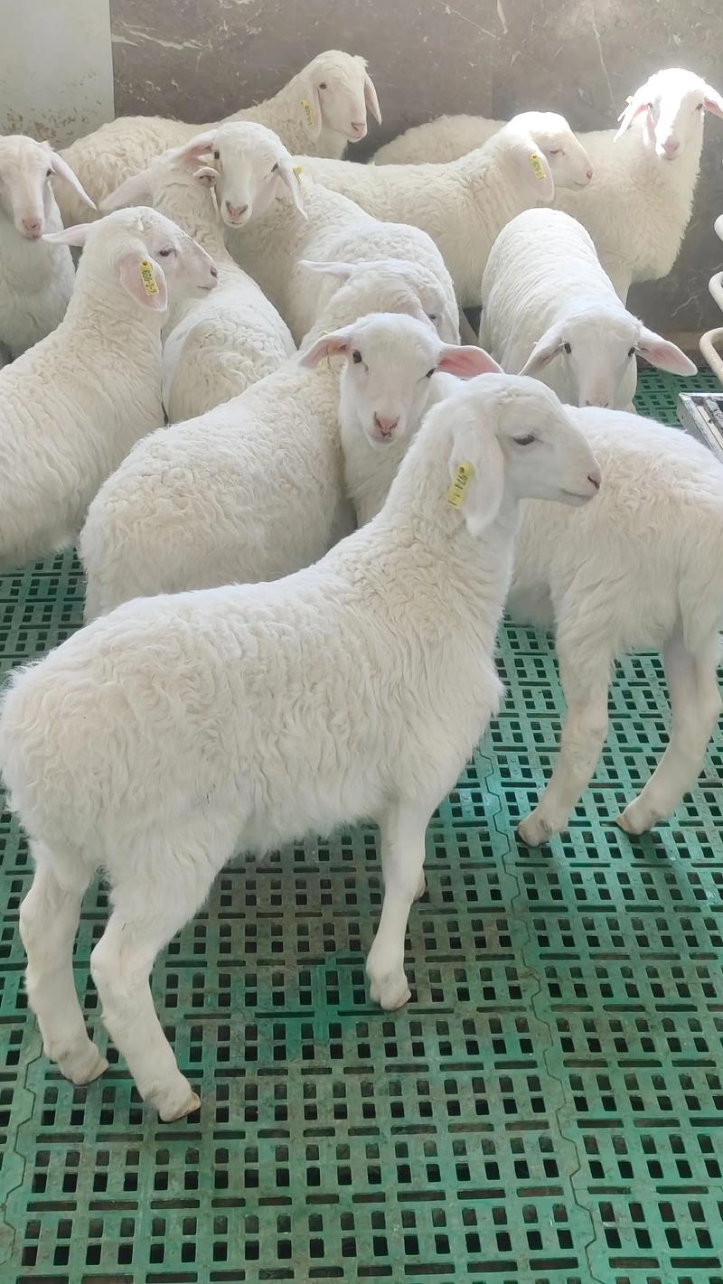 黑龙江畜牧养殖选购指南